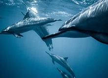 华体会网站-莱昂纳德23+5费尔斯空砍28分 快船大胜鹈鹕